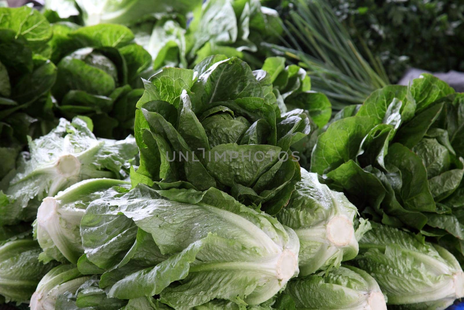 lettuce