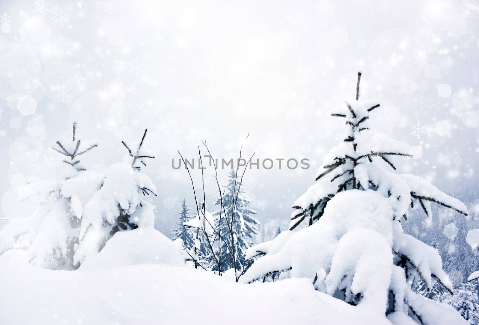 Snow cowered pine trees on the mountains