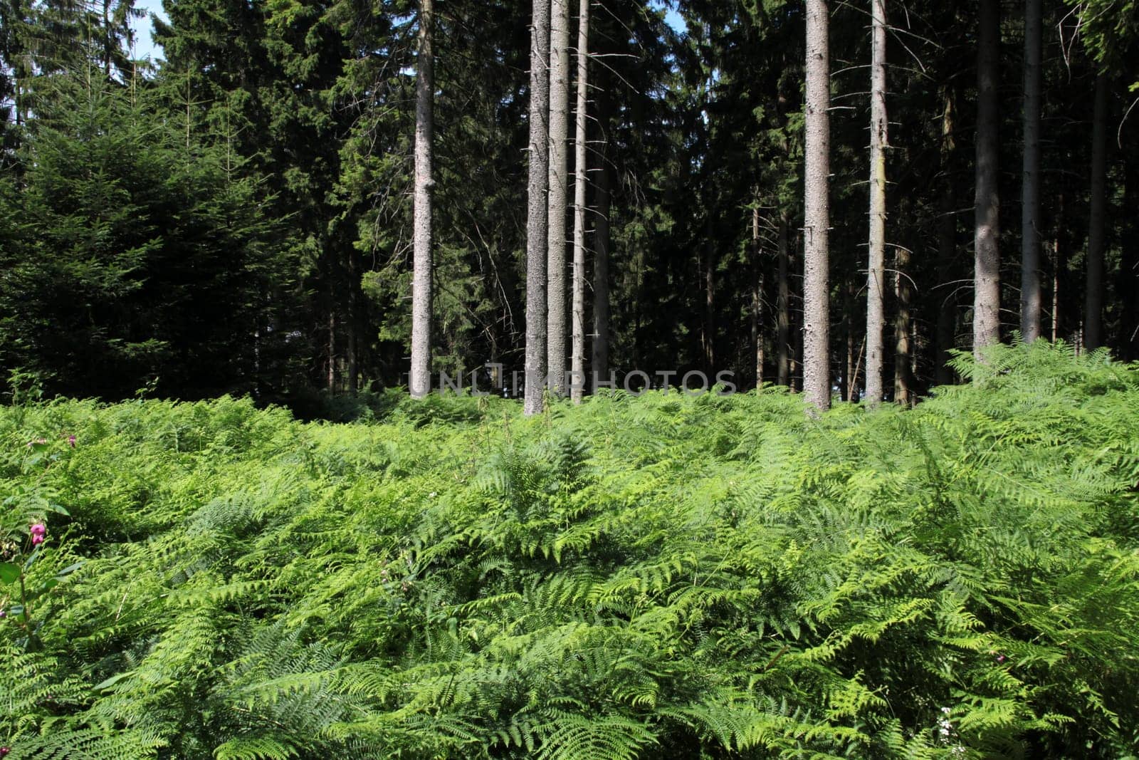 Forest with fern