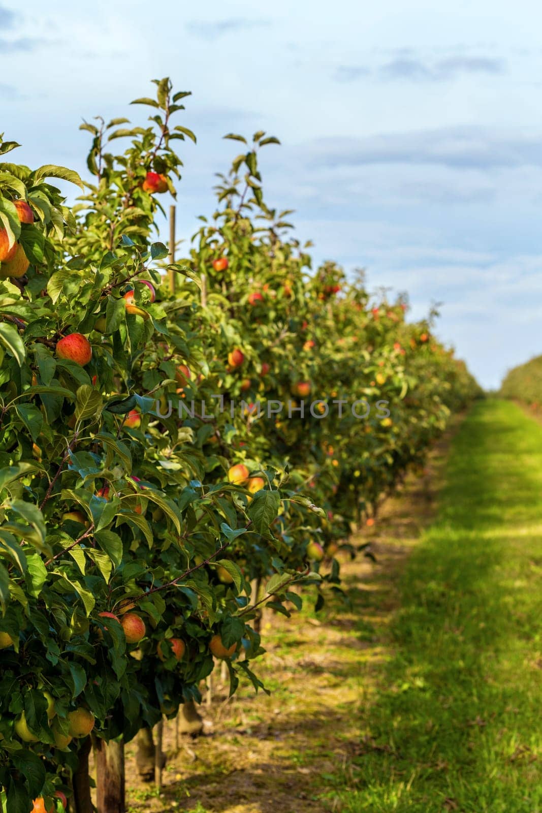 Apple harvest
