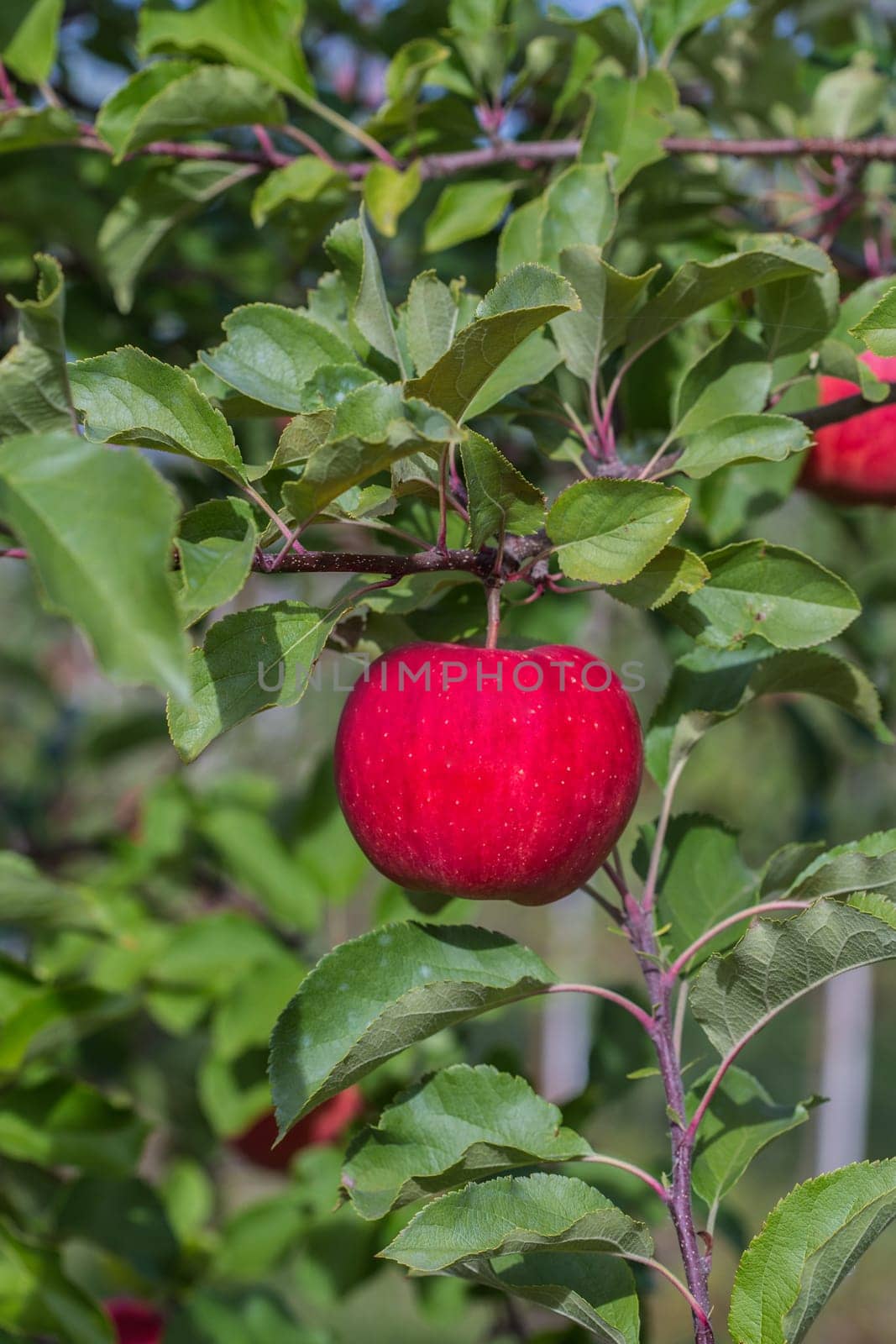 Apple harvest