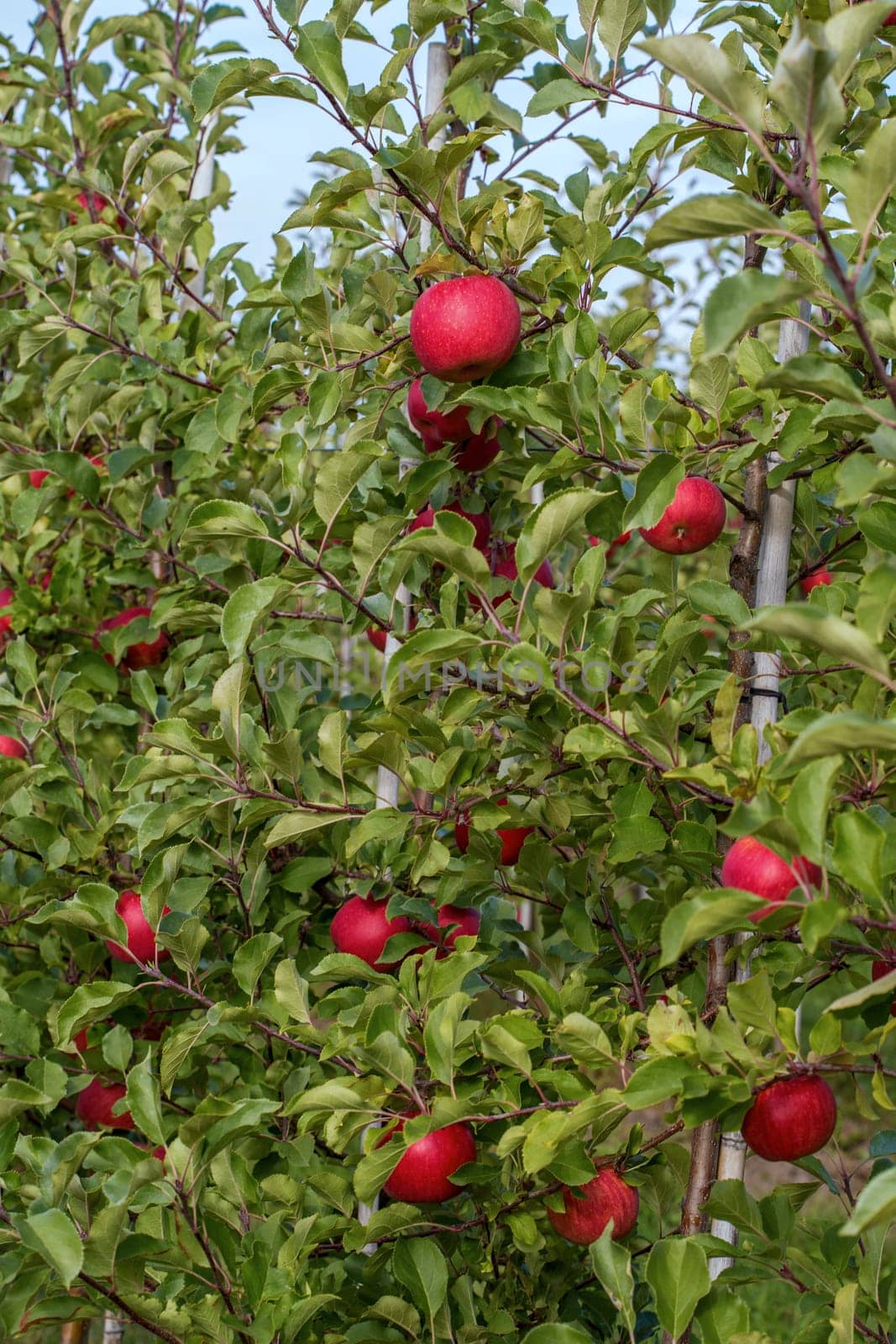 Apple harvest