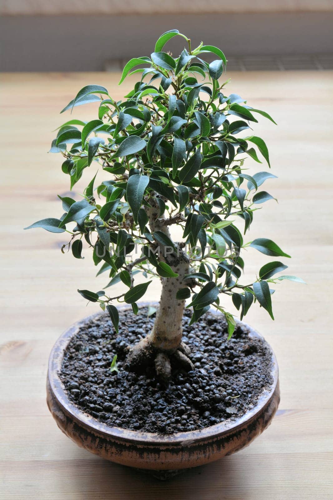Bonsai on a table