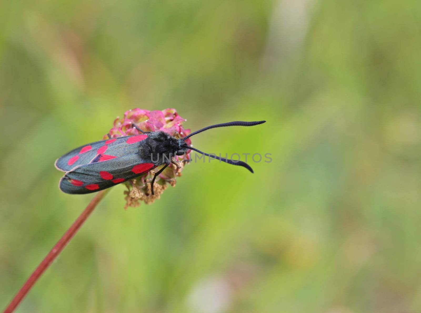 Six-spotted ram (Zygaena filipendulae) on small meadow button (Sanguisorba minor)