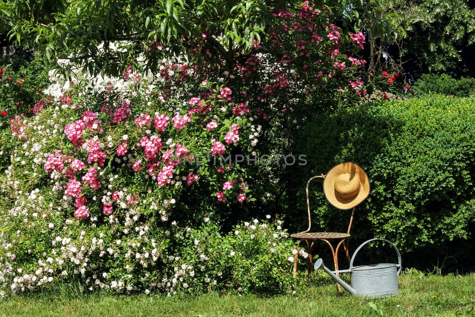 Rose garden with chair