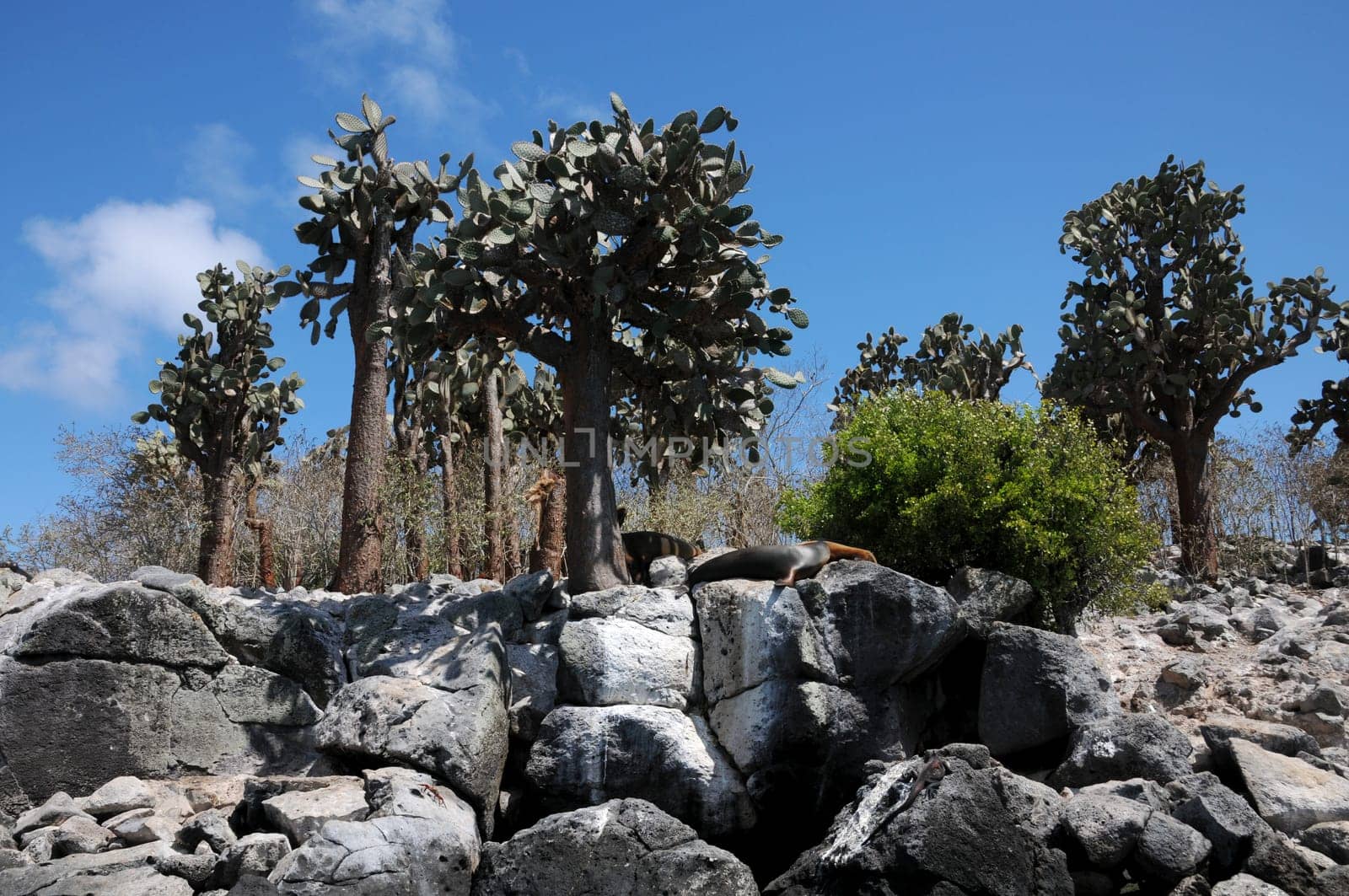 Santa Fe Island in Galapagos