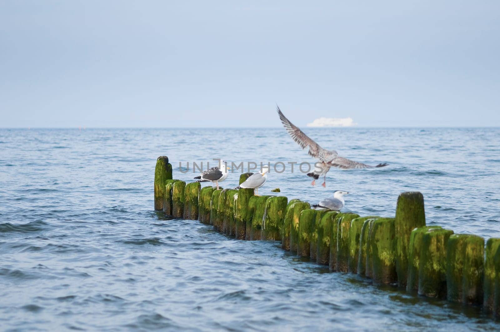 groyne leading diagonally into the picture with approaching seagull on the Baltic Sea beach on the island of Usedom in summer