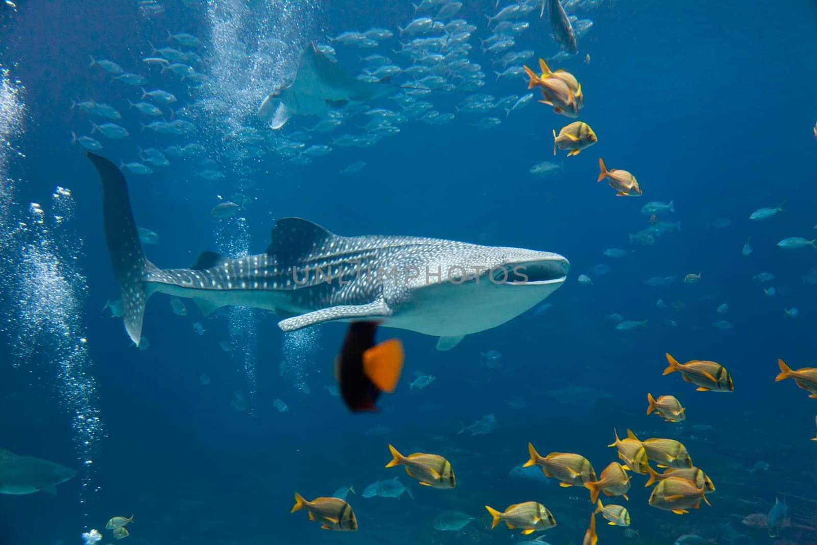 Underwater image of a whale shark and schools of fish
