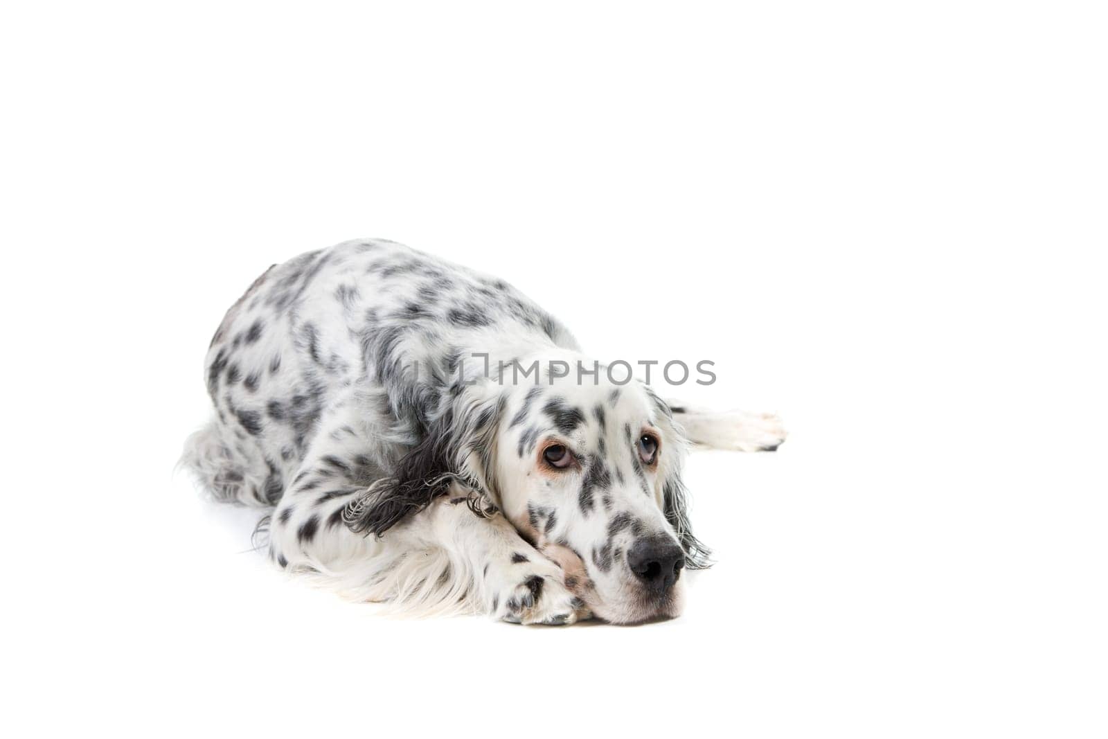Portrait of an English Setter isolated on white background