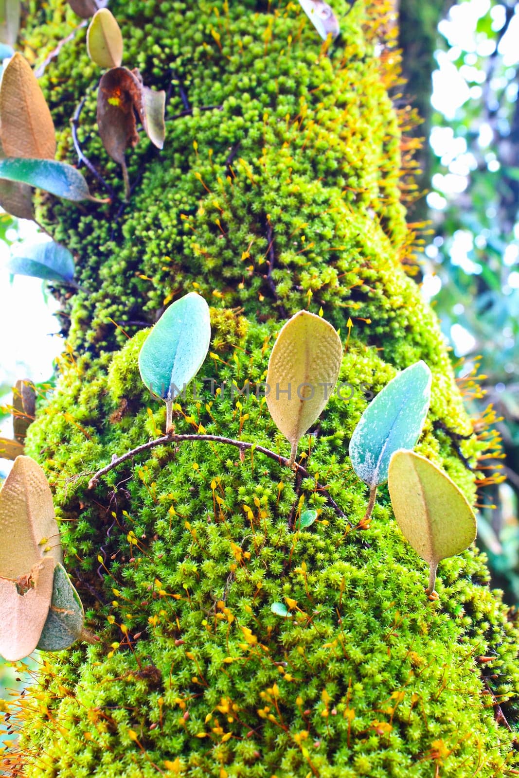 green moss on the trunk of tree