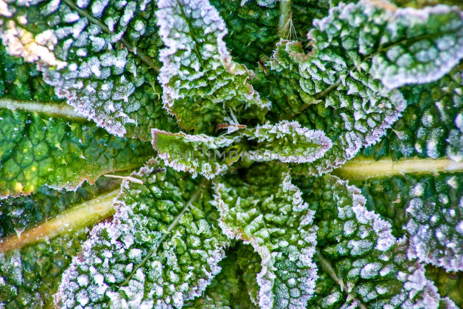 Leaves with ice crystals