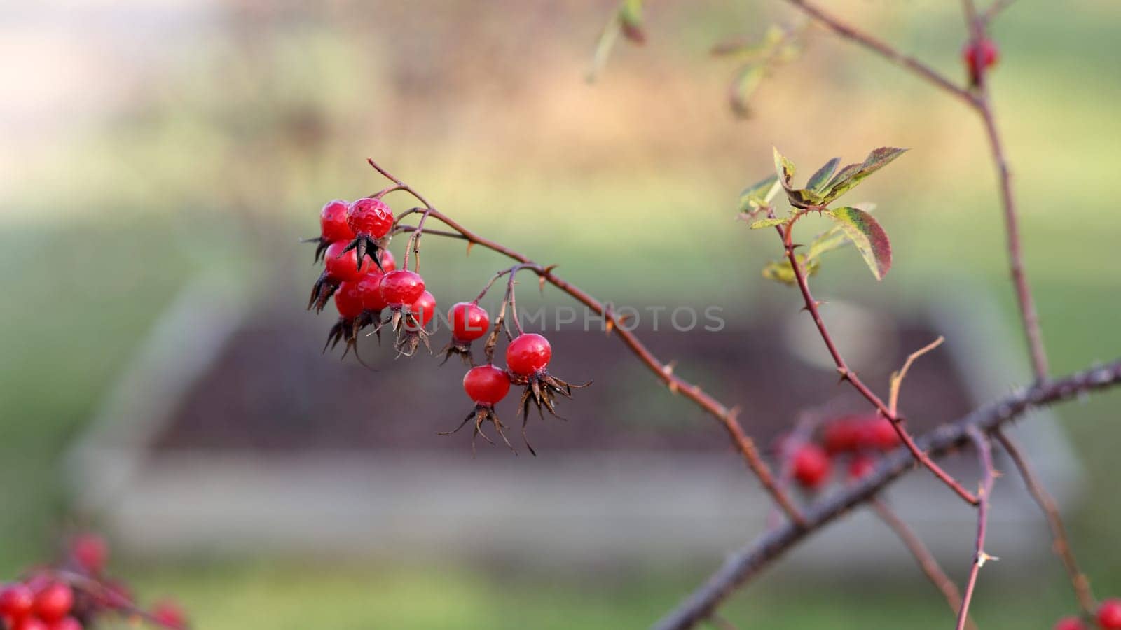 Details of rose hip on a branch in outdoors.