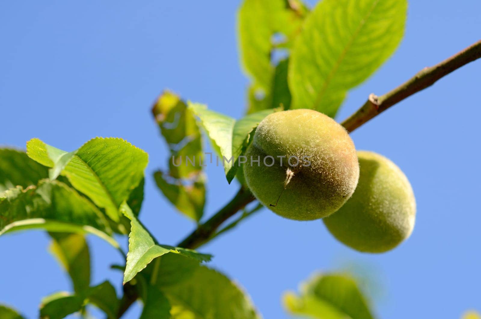 Growing peaches