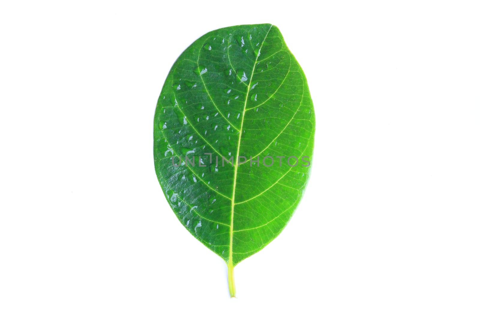 green leaf with drops isolated on white background