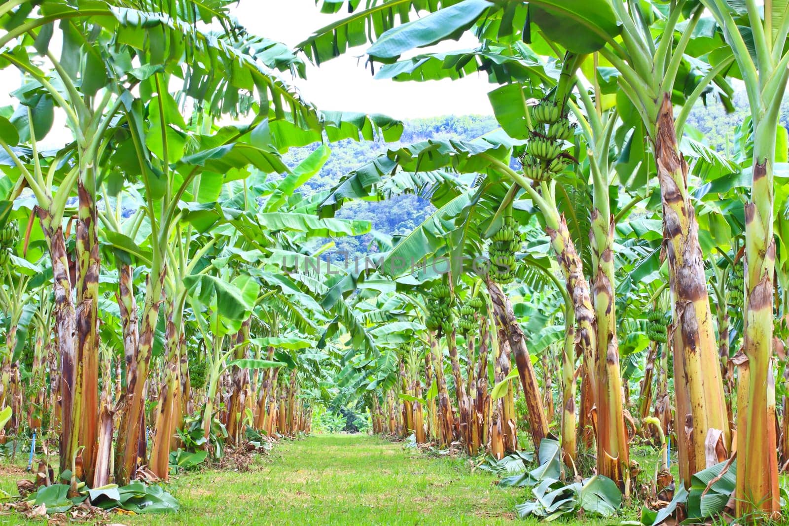 Green Banana plantations in Phetchaburi Province, Thailand