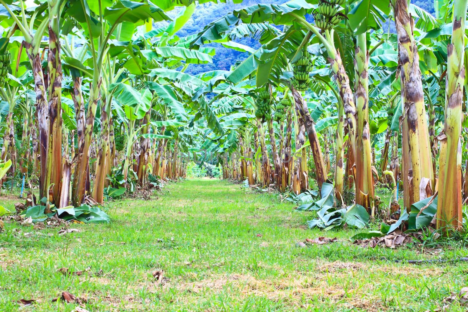 Green Banana plantations in Phetchaburi Province, Thailand