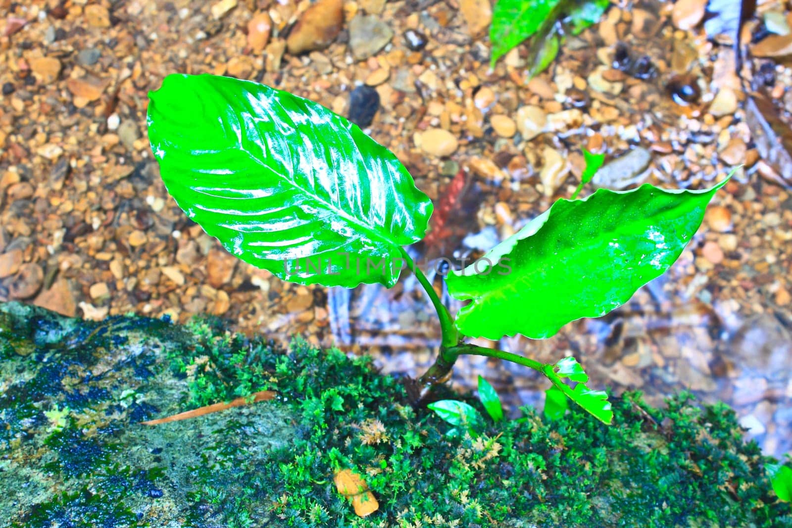 Tree and moss on stone in stream. Fresh spring air in the evening after rainy day, deep green color of fern and moss