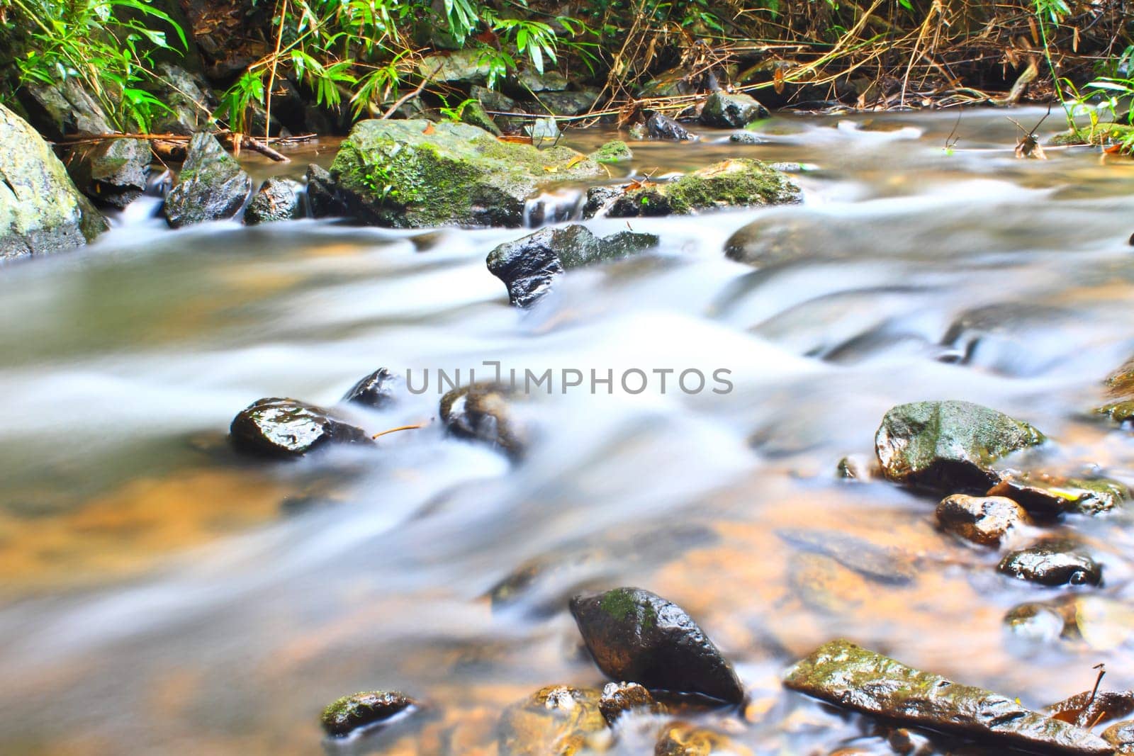 Tree and moss on stone in stream. Fresh spring air in the evening after rainy day, deep green color of fern and moss