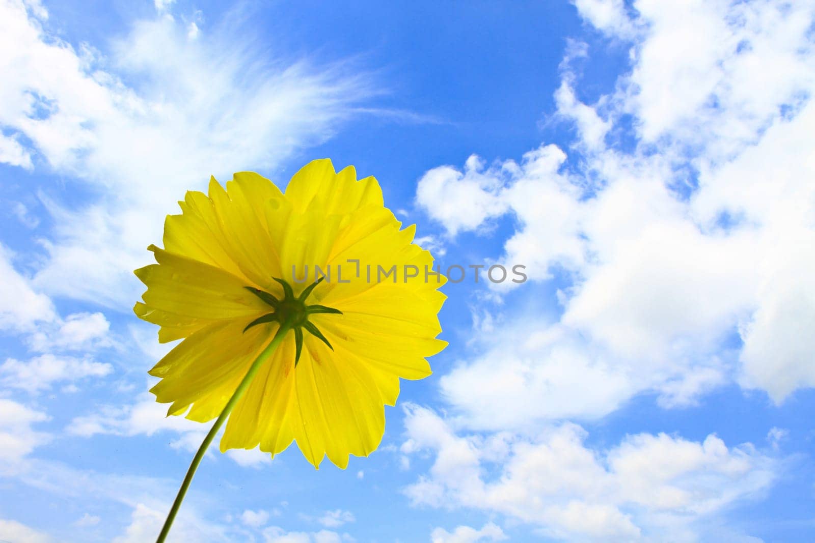 Marigold  flowers on blue sky background,  summer in garden Thailand
