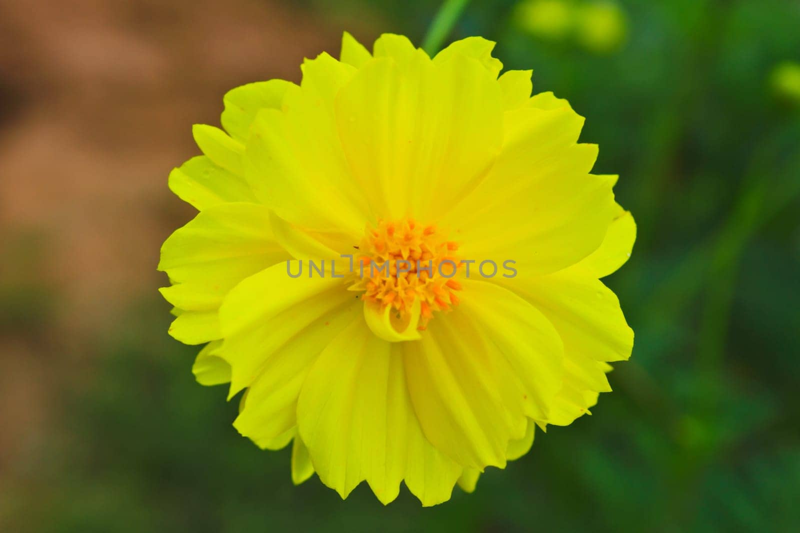Marigold  flowers field, summer in garden Thailand