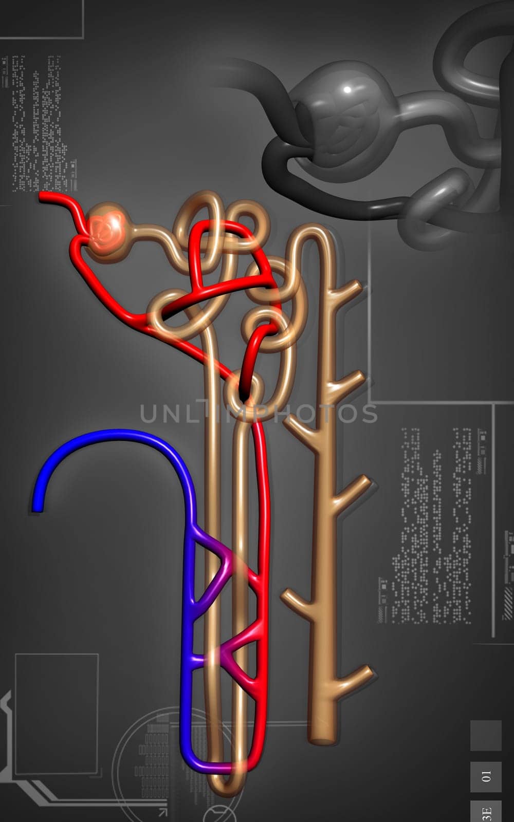 Digital illustration of nephron in colour background