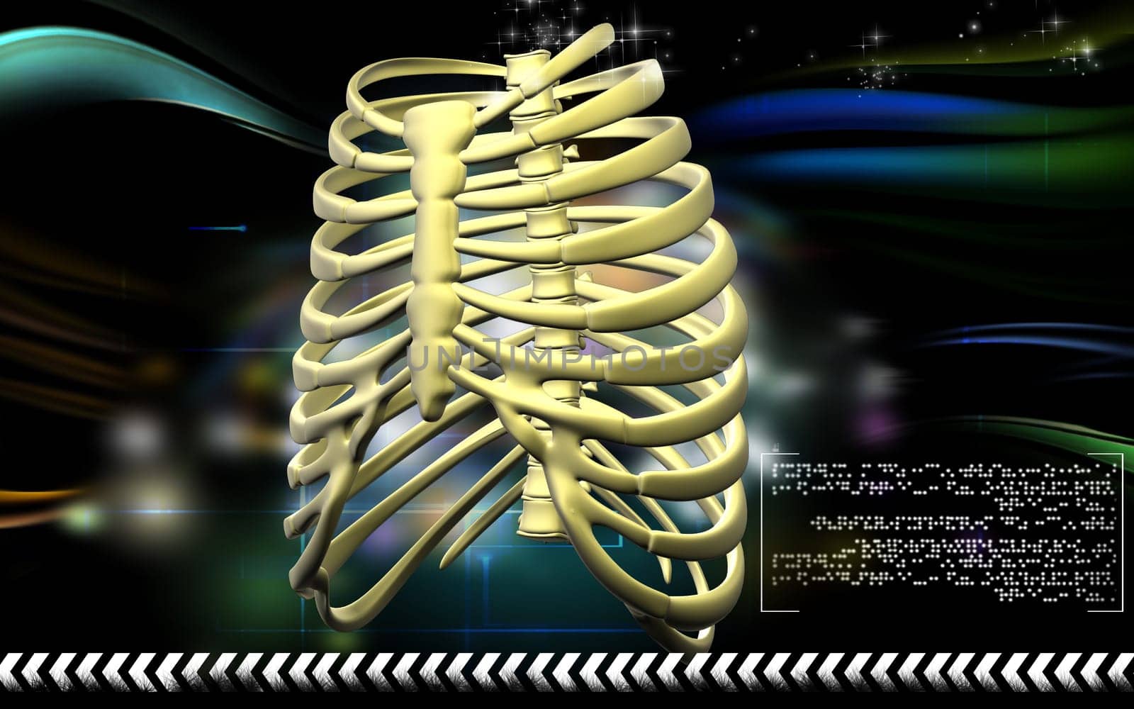 Digital illustration of rib cage in colour background