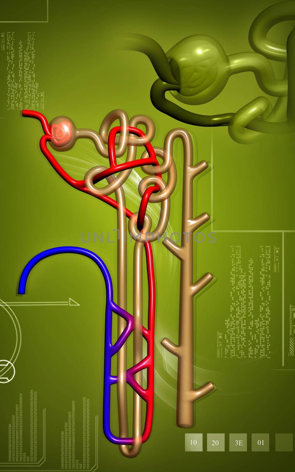 Digital illustration of nephron in colour background