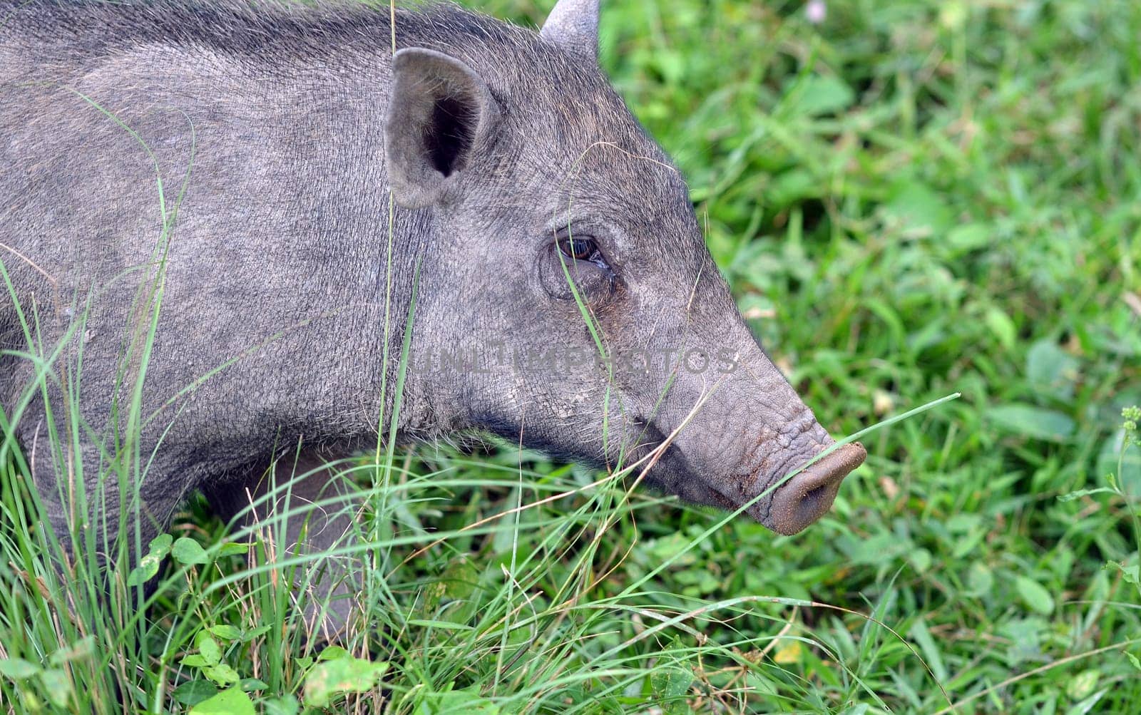 Portait of a wild boar