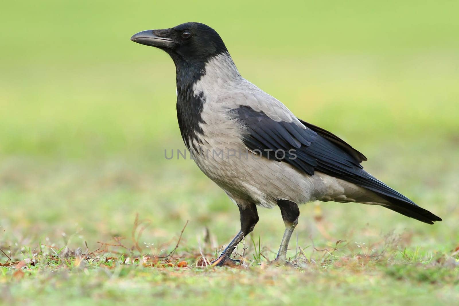The Hooded Crow (Corvus corone cornix) Wildlife