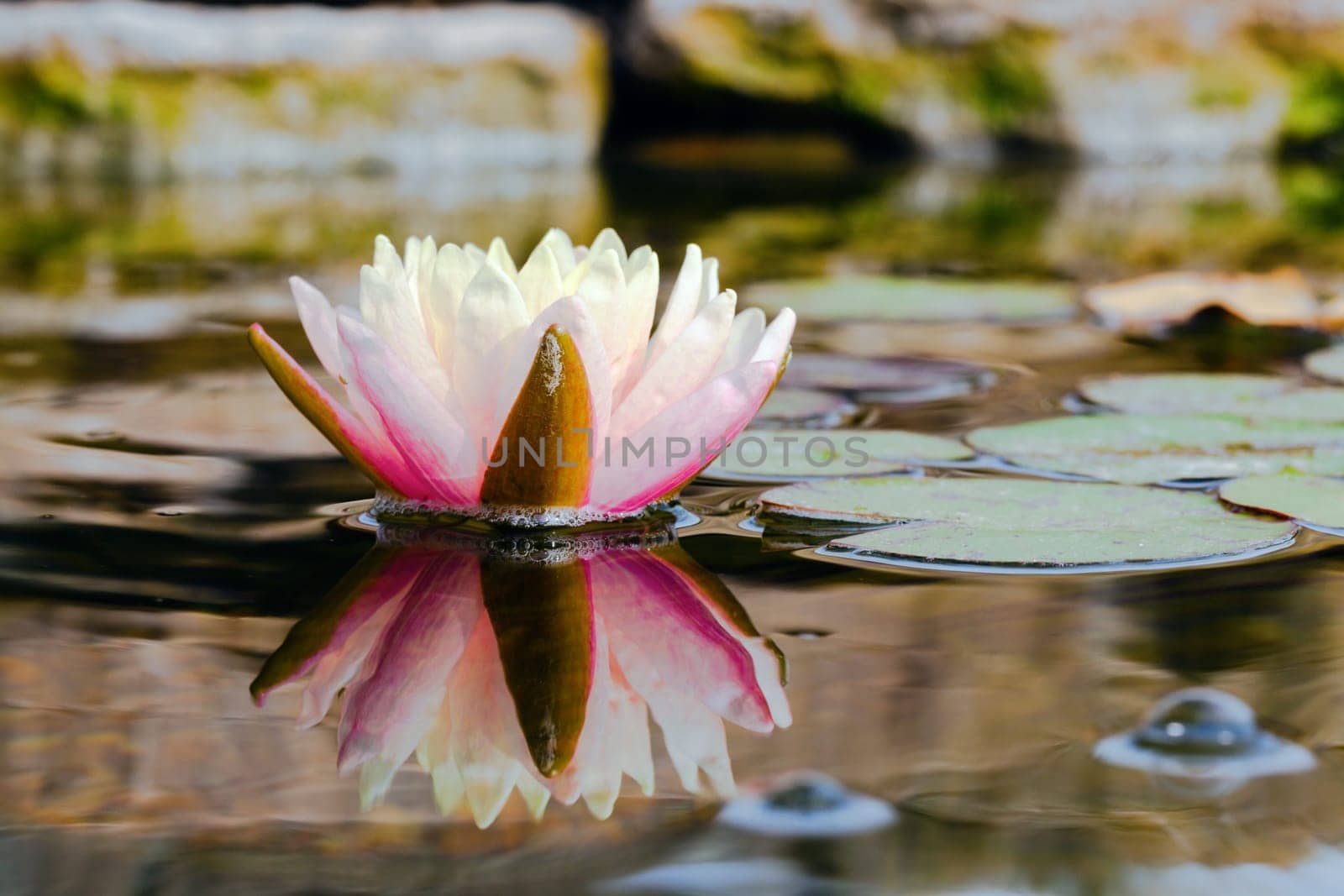 Closeup of a beautiful water lily in a pond with reflection
