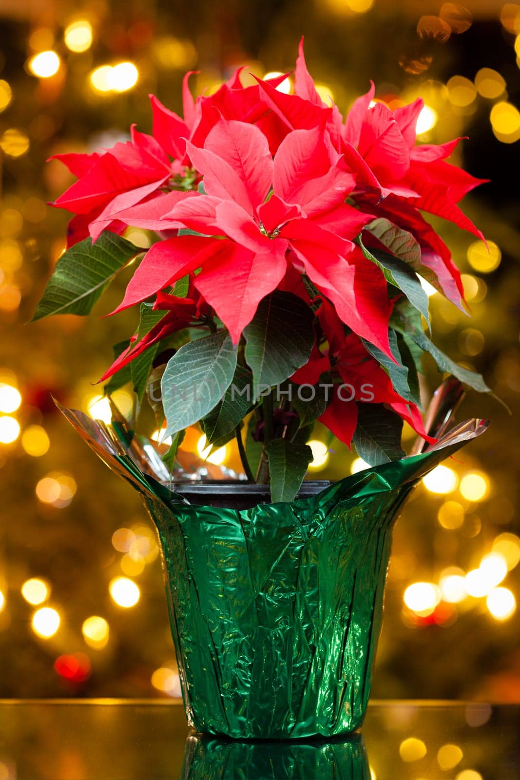 Poinsettia plant in a pot with Christmas lights in the background