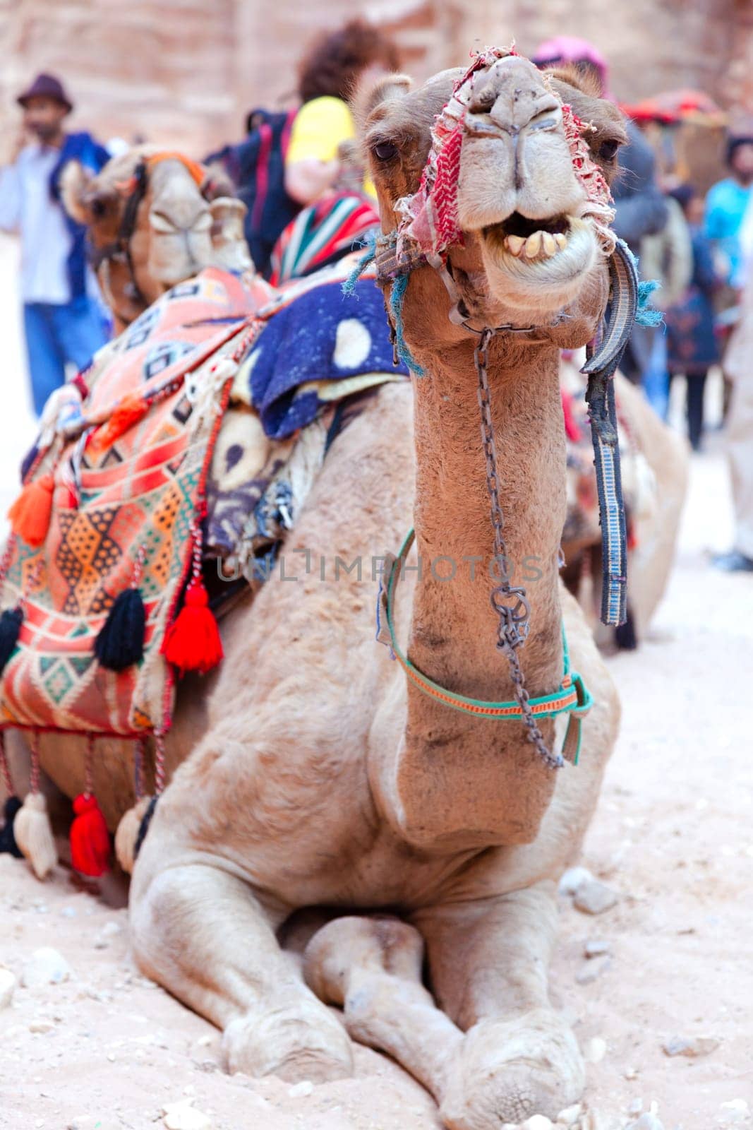 Portrait of a camel covered by colorful rugs in Petra, Jordan