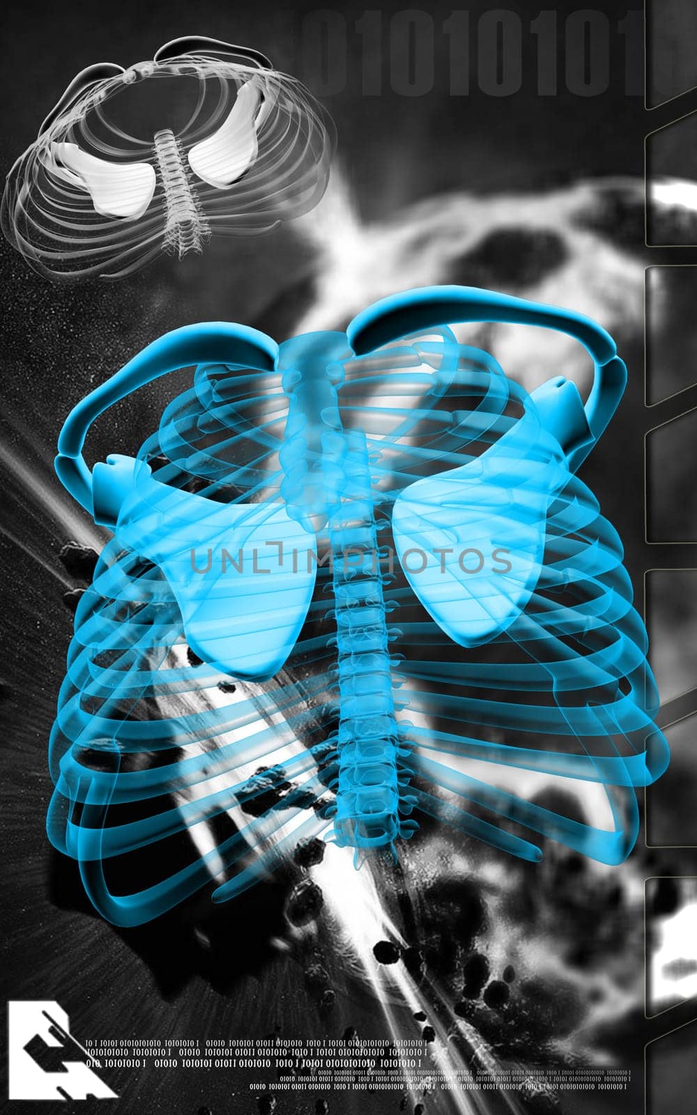 Digital illustration of rib cage in colour background
