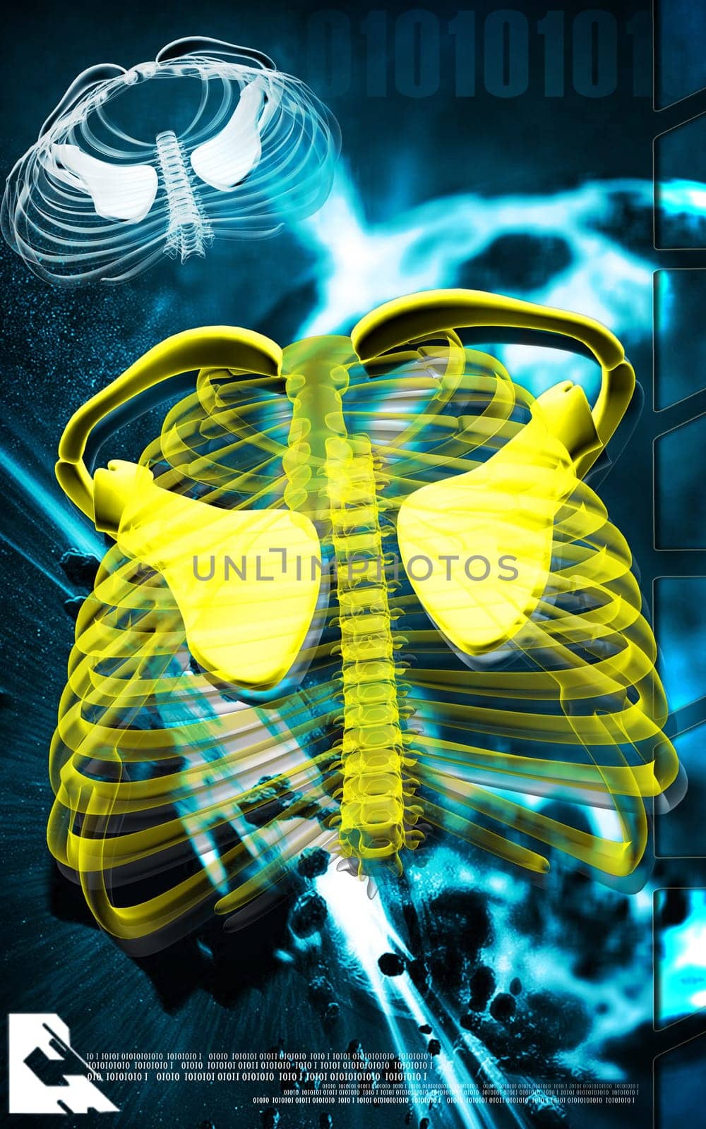 Digital illustration of rib cage in colour background