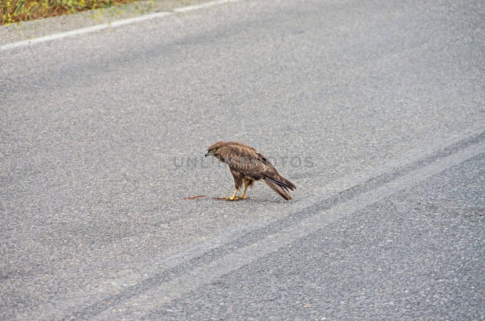 Goshhawk while eating in the middle of e cretan road