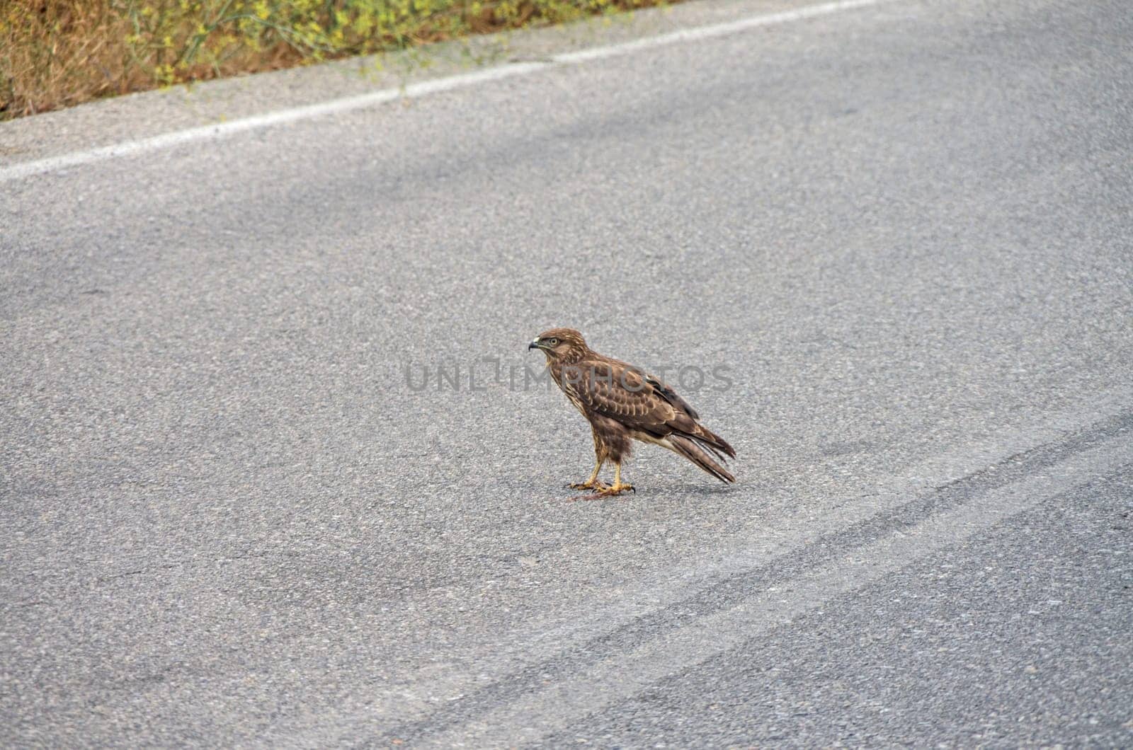 Goshhawk while eating in the middle of e cretan road