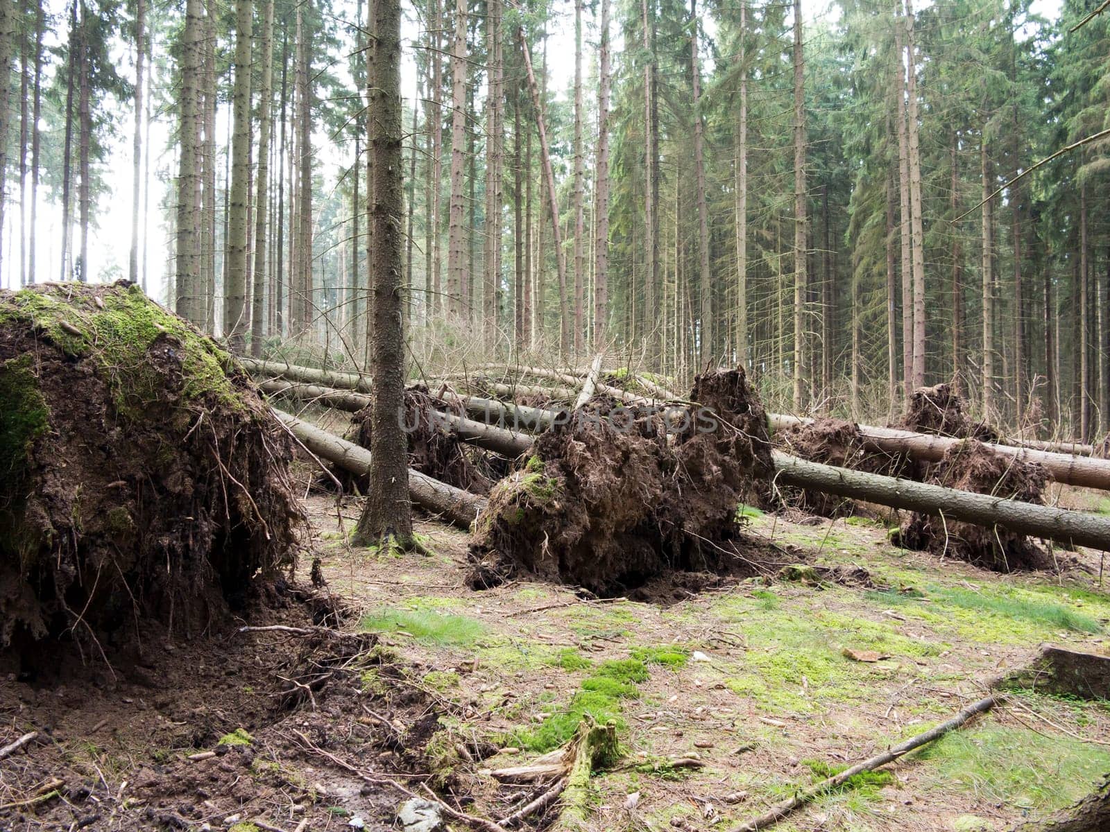 Shot of the fallen trees - trees uprooted by a storm