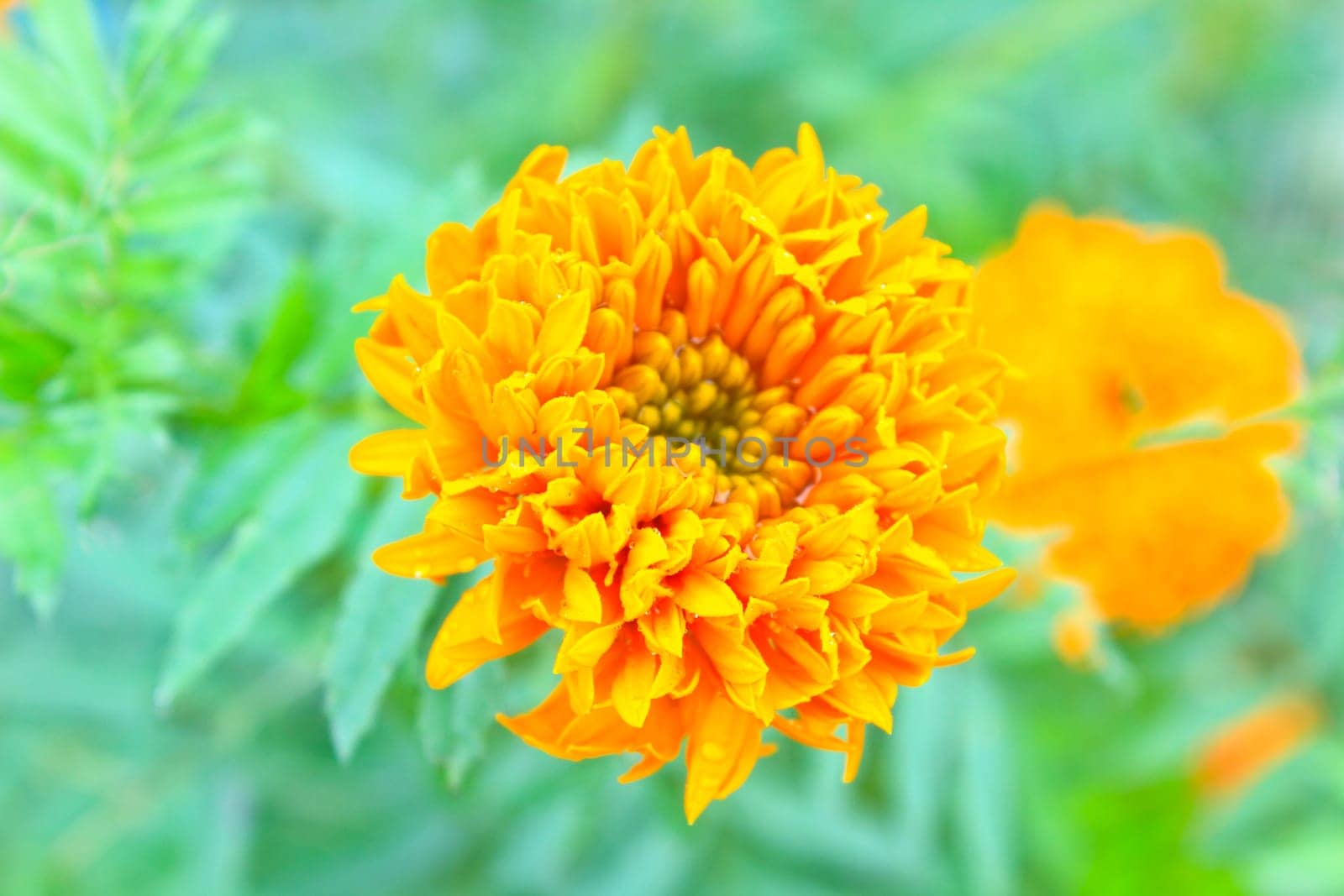 Marigold  flowers field, summer in garden Thailand