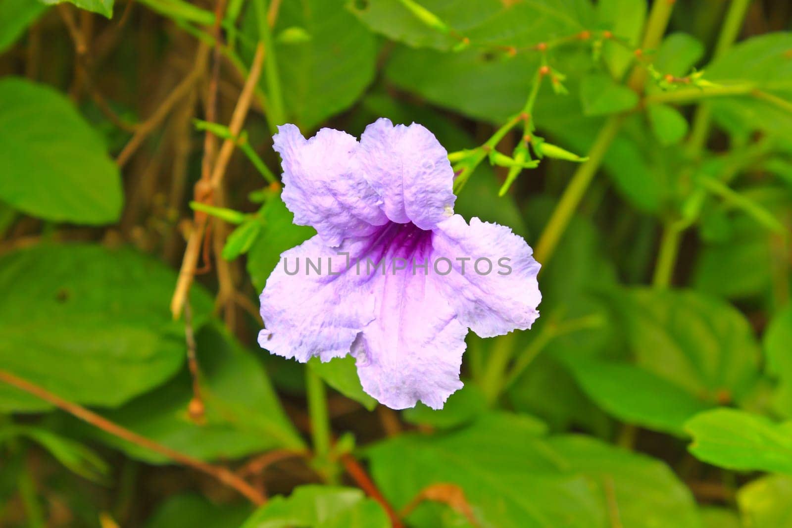 Ruellia tuberosa flower blooming,  purple flower.Ruellia tuberose, Waterkanon, Watrakanu, Minnieroot, Iron root, Feverroot, Popping pod, Trai-no, Toi ting