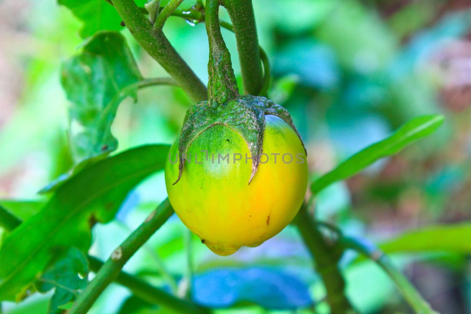 yellow eggplant on tree in garden, Thailand