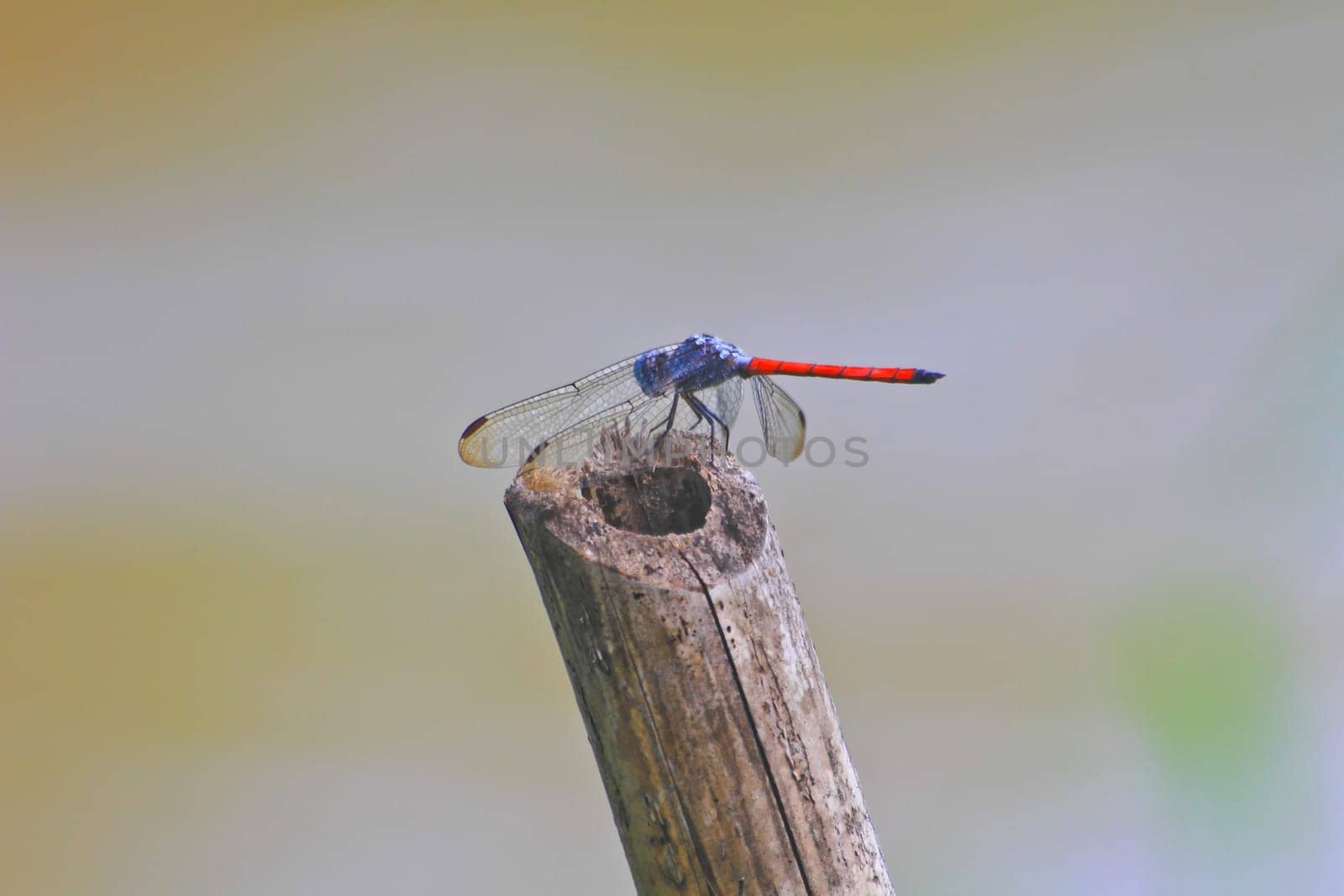 red dragonfly resting on a branch in forest