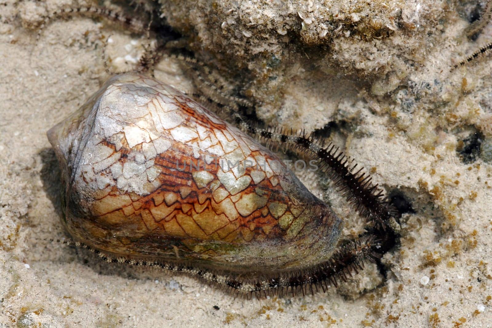 Serpent starfish with poisonous cone snail