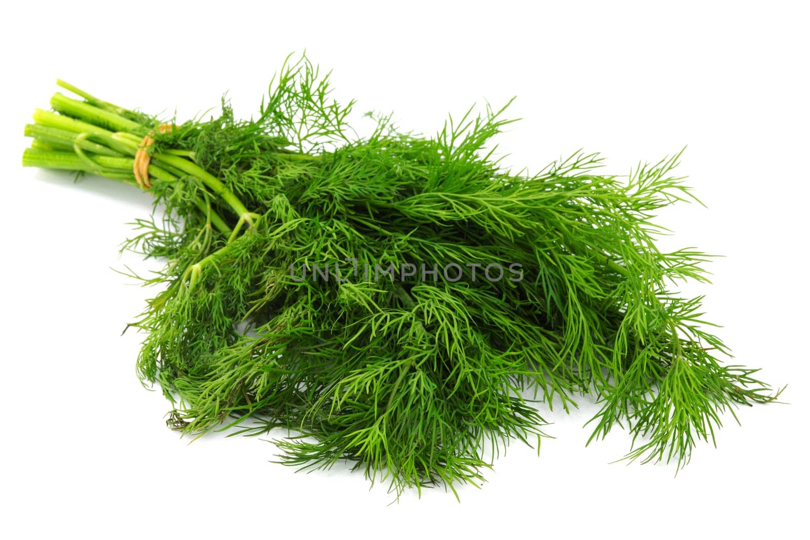 Dill,plant against a white background as a spice for kitchen