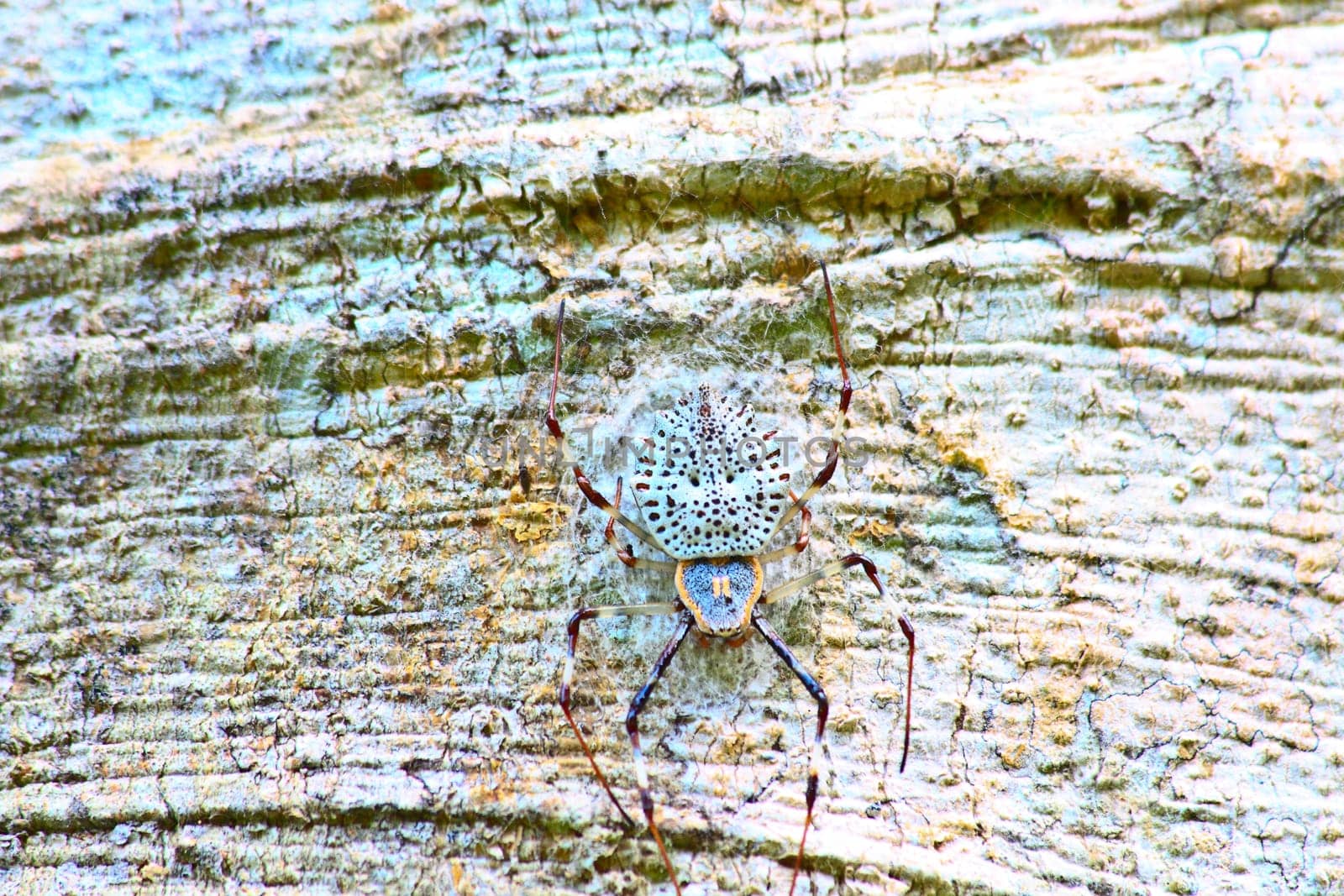 white spider is staying in web on tree
