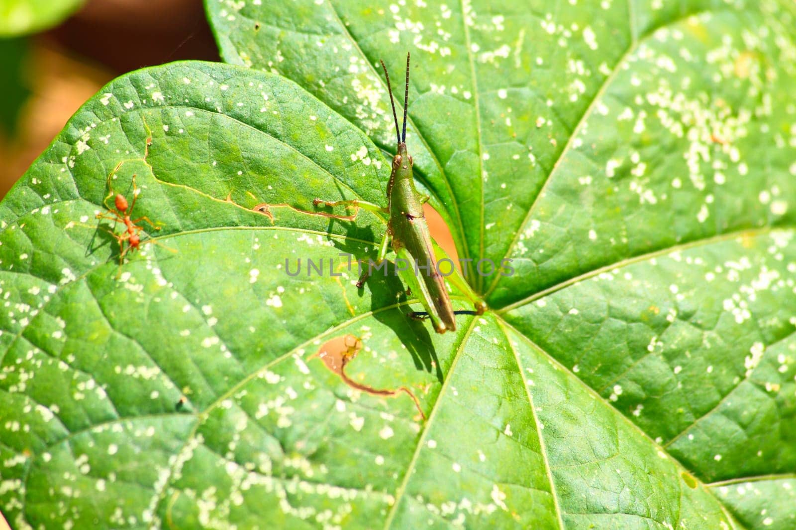Insect on leaf, beautiful wildlife in nature