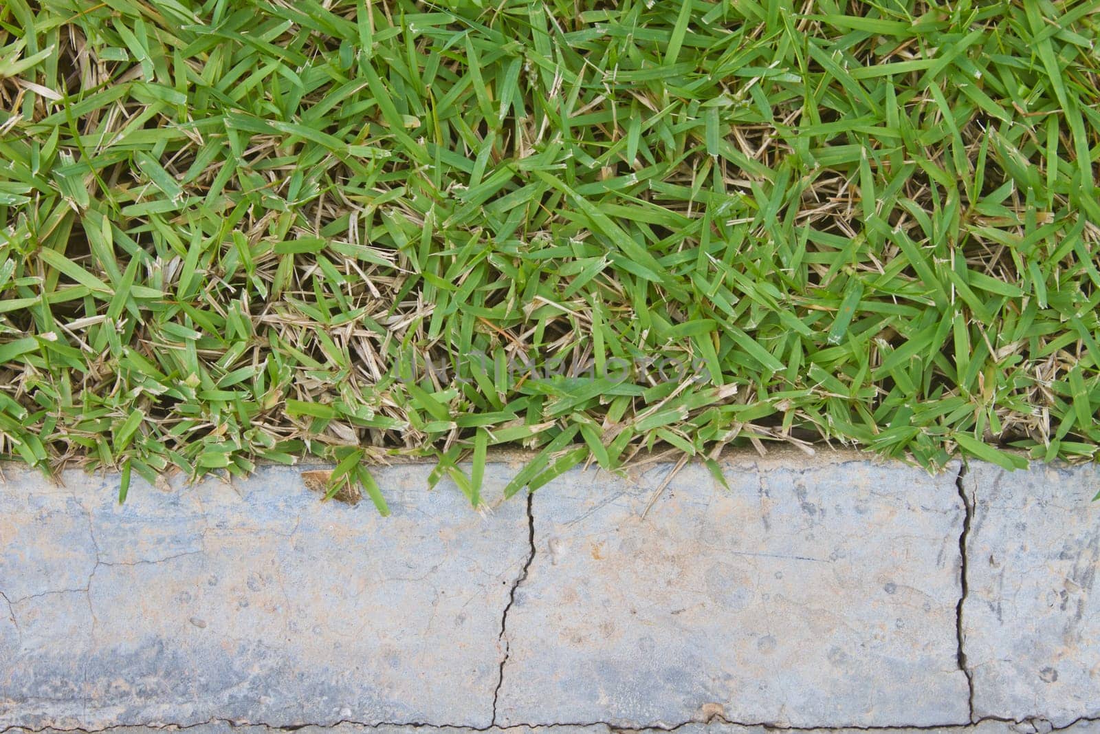 surface grass and stone ground in garden