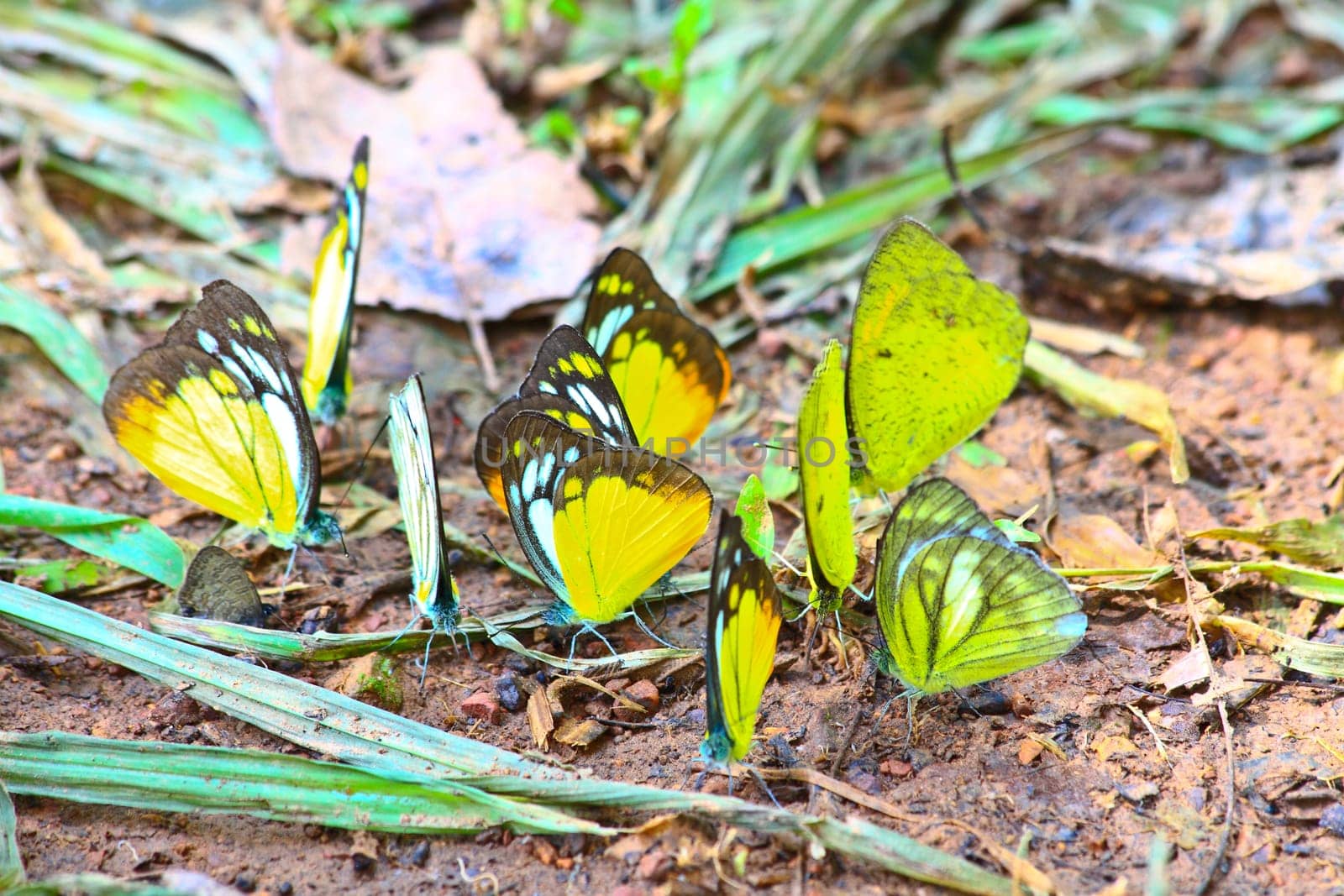 Butterfly on leaf, Butterfly in Pieridae Family