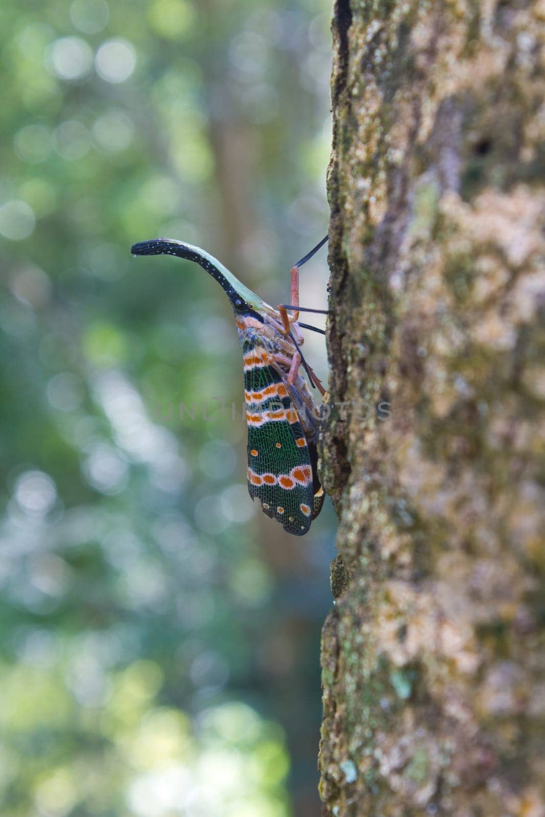 lanternflies insect, beauty insect on tree in forest