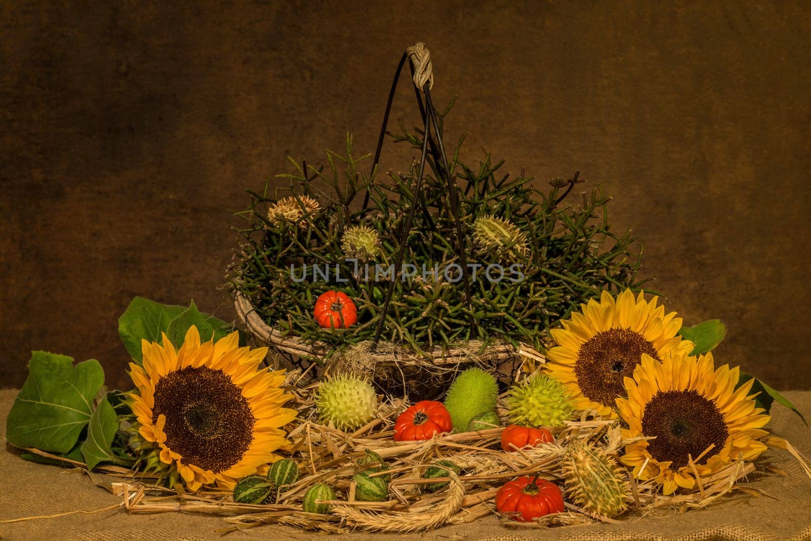 Harvest time