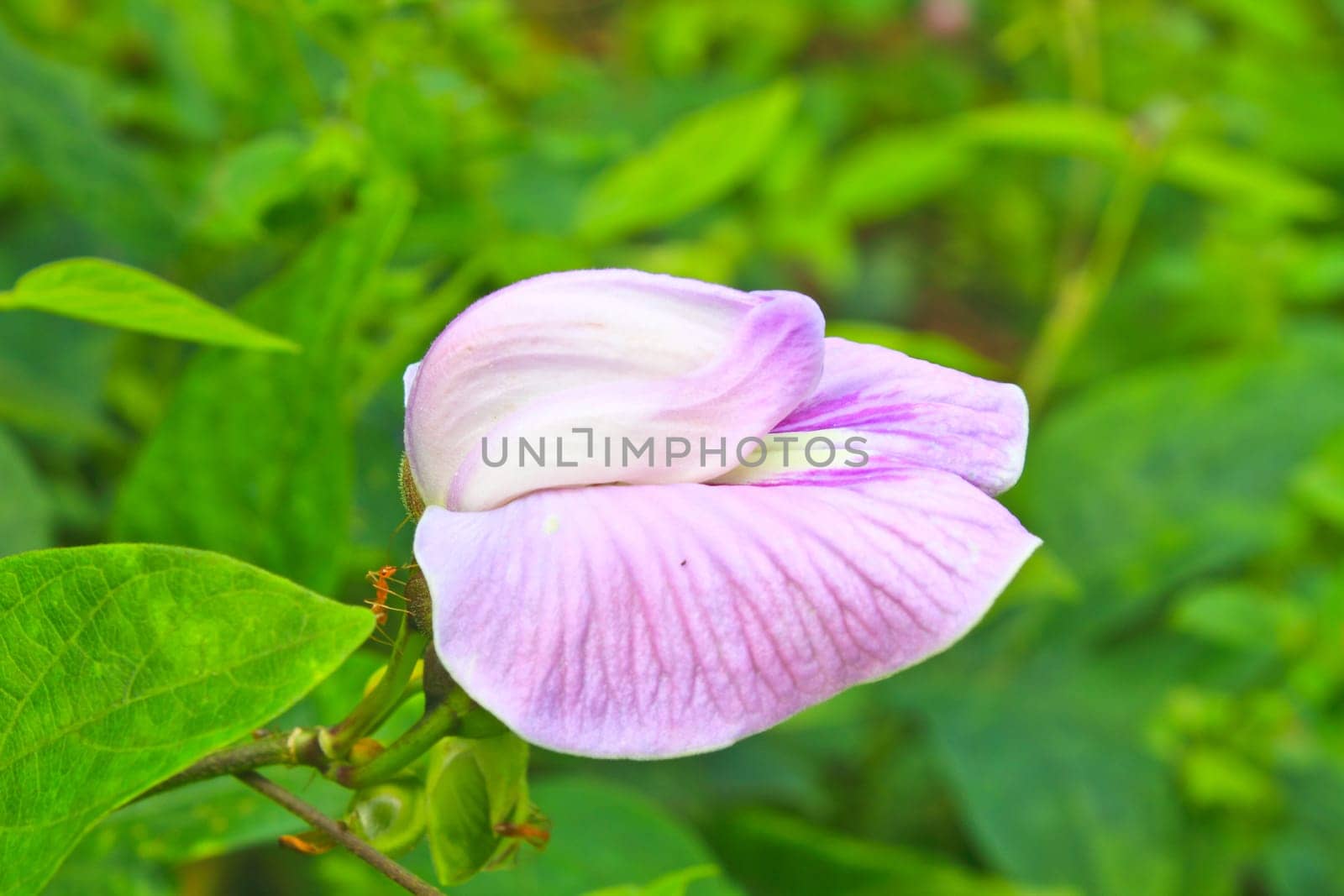 Pea flower or butterfly pea, flora in nature